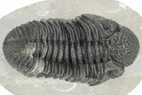 Large Phacopid (Drotops) Trilobite - Nice Eye Preservation #233836-2